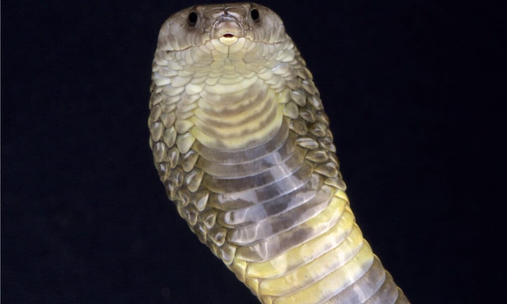 morso di cobra del Caspio