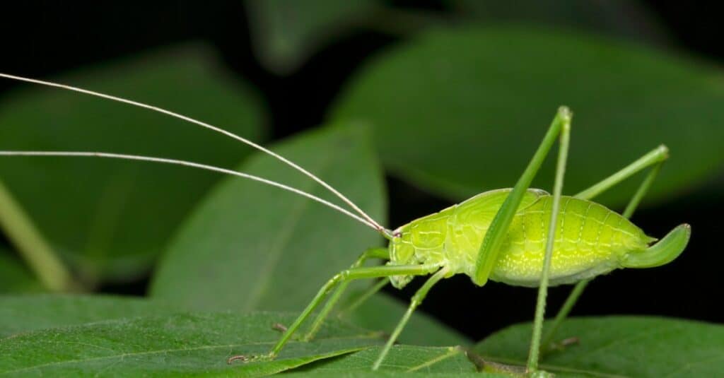 Katydid contro Cicala