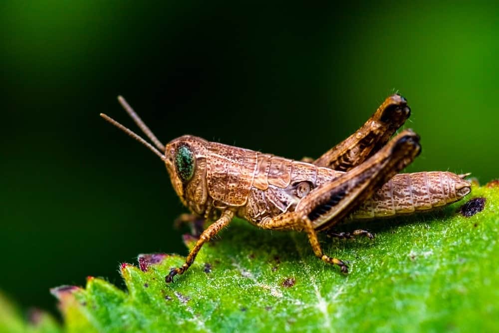 animali che saltano - cavalletta