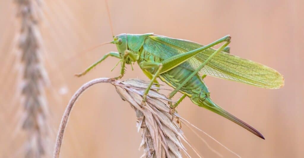 katydid vs cavalletta