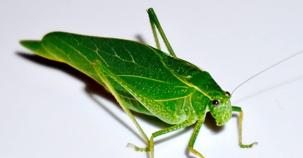 katydid vs cavalletta