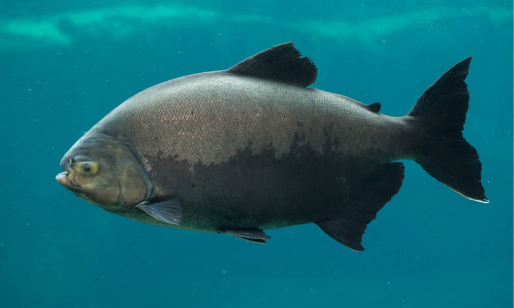 pesce tambaqui