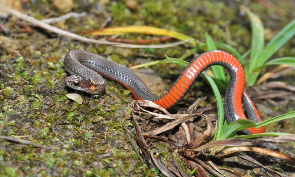 serpenti del fiume mississippi
