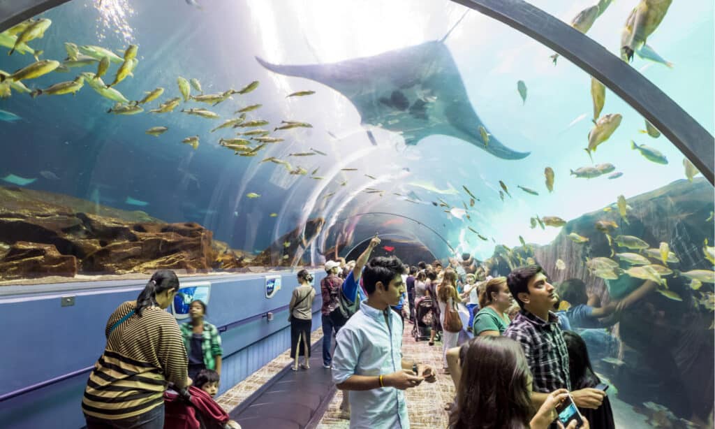 Acquario Georgiano 