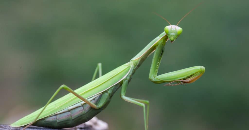 Apice predatore: mantide religiosa