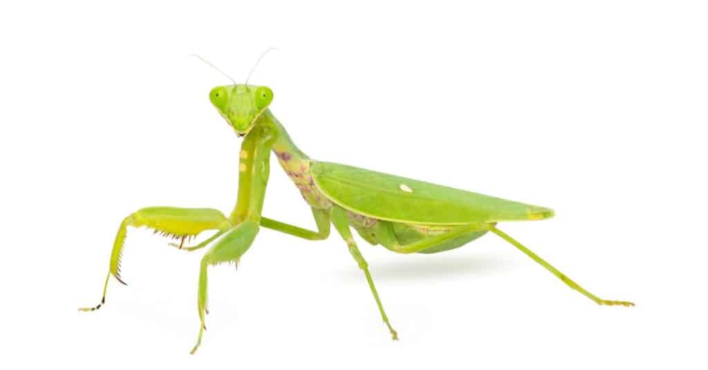 Mantide religiosa isolata su sfondo bianco.