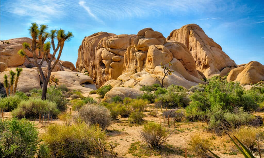 Parco nazionale di Joshua Tree, California.