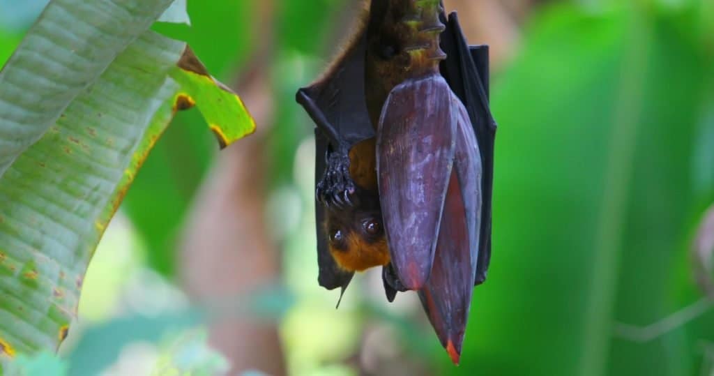 Pipistrelli più grandi: volpe volante dalla corona d'oro