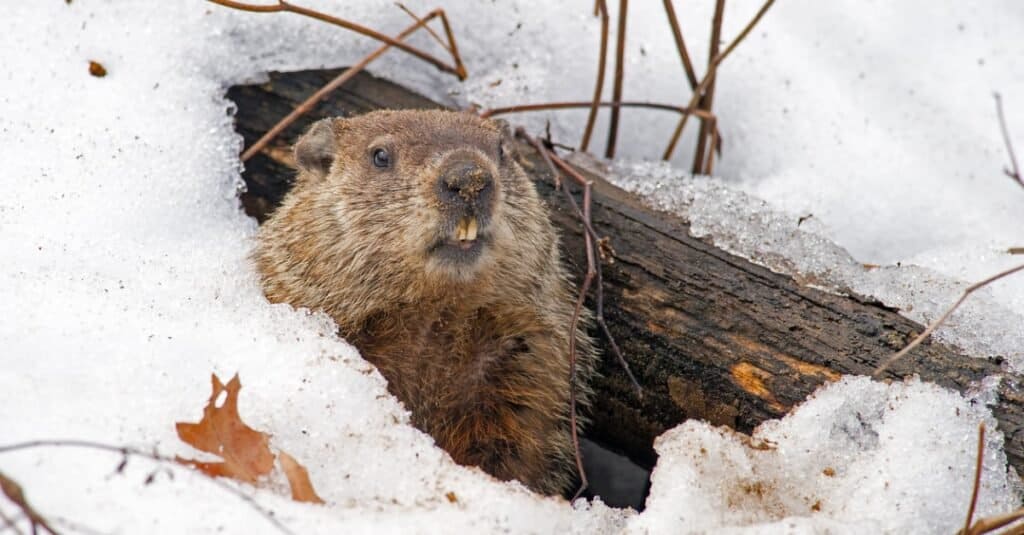 marmotta che esce dalla tana nella neve