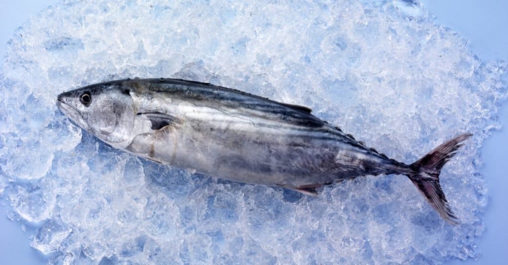 Tonno Skipjack vs Tonno Albacore
