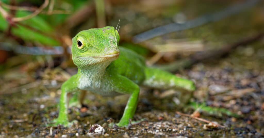 Anolis biporcatus - lucertola anole verde neotropicale o anole verde gigante, specie di lucertola, rettile che si trova nelle foreste del Messico, dell'America centrale, della Colombia e del Venezuela.