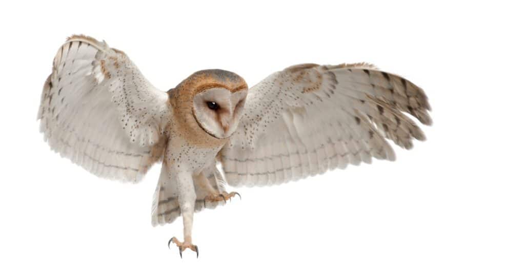 Barbagianni, Tyto alba, 4 mesi di età, battenti su sfondo bianco.