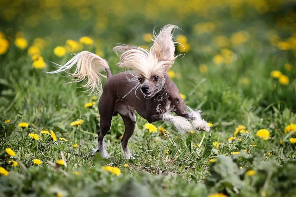 Chinese Crested Dog che attraversa erba e fiori