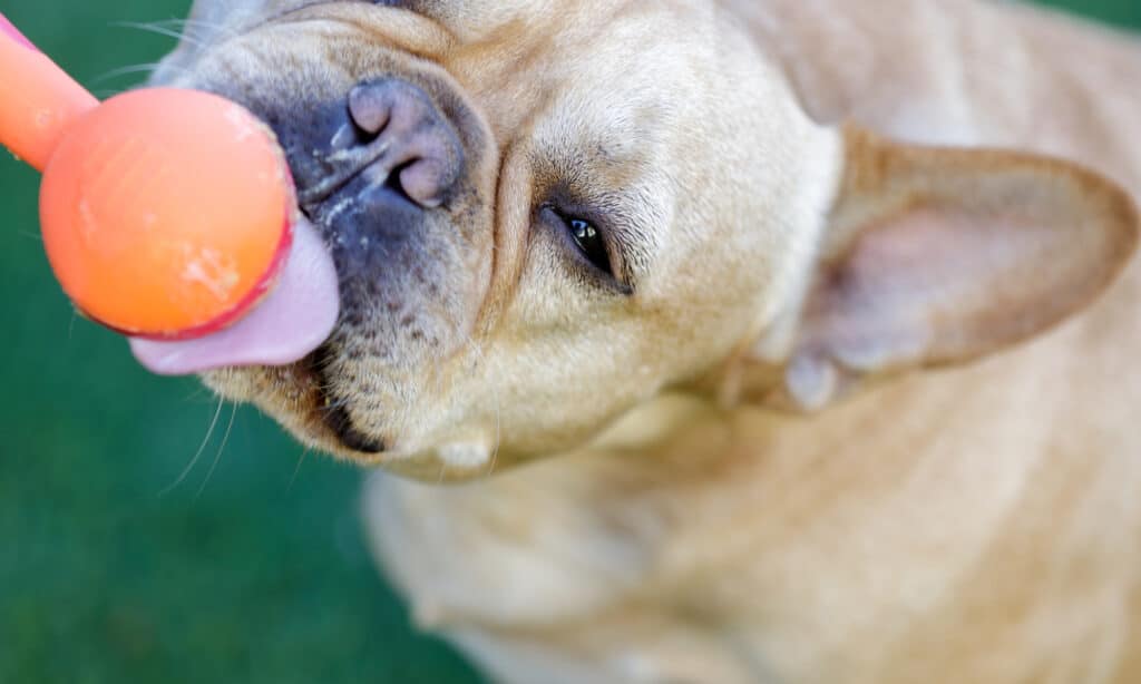 Un cucchiaio da leccare del bulldog francese