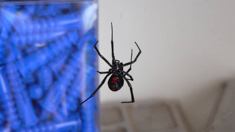 Un Ragno Vedova Nera sospeso nella sua ragnatela.