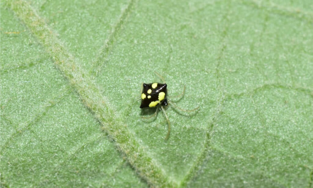 Theridula Gonygaster