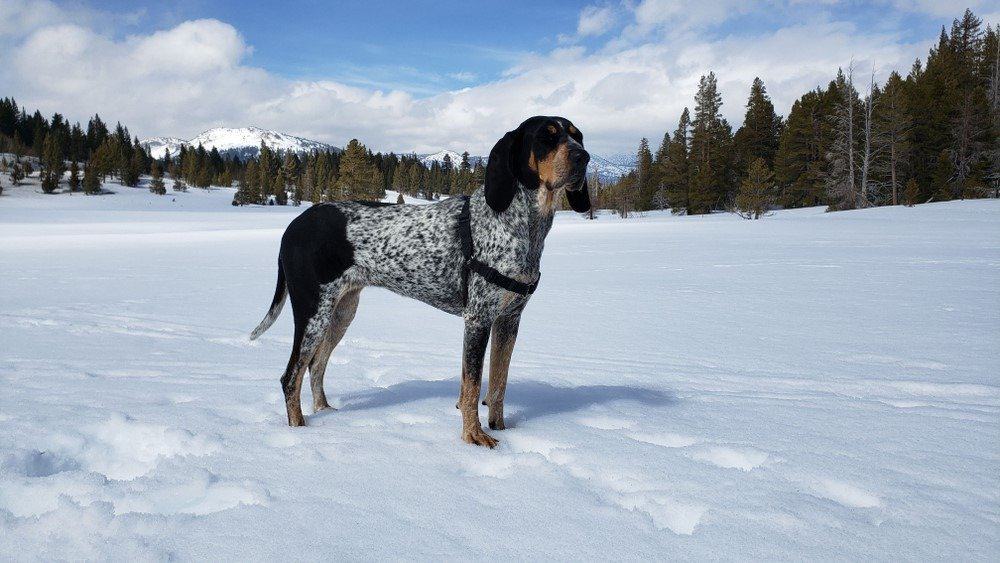 American Blue Gascon Hound vs Bluetick Hound