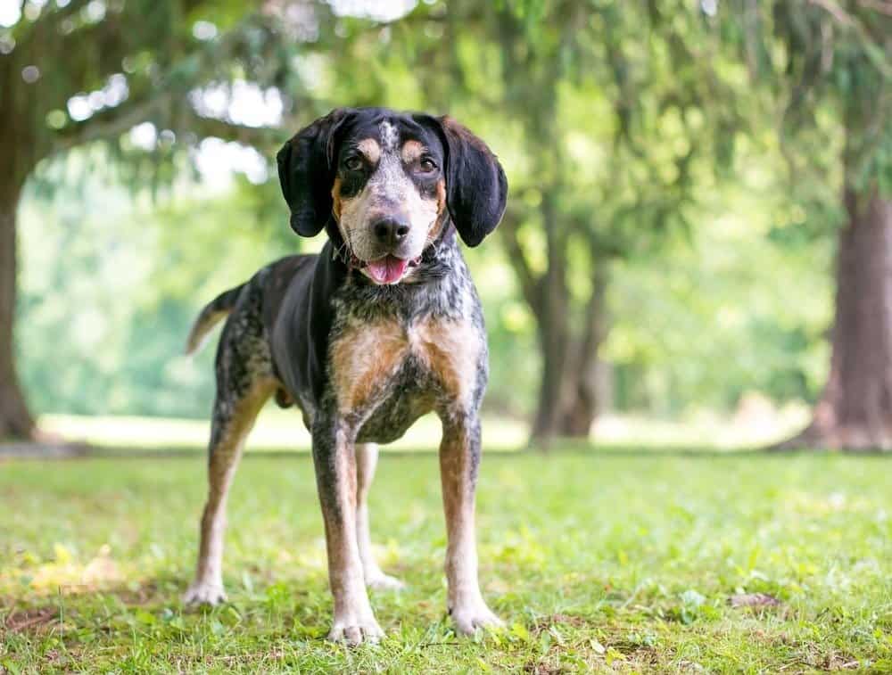 American Blue Gascon Hound vs Bluetick Hound