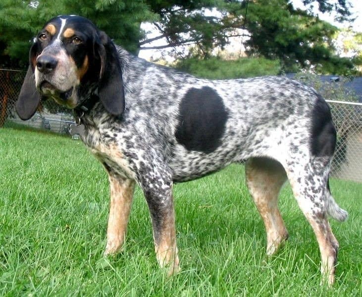 American Blue Gascon Hound vs Bluetick Hound