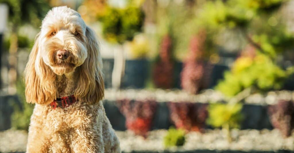 Labradoodle australiano vs Goldendoodle