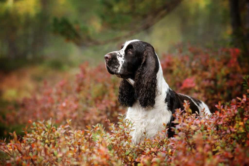 Springer Spaniel Inglese contro Cocker Spaniel Inglese