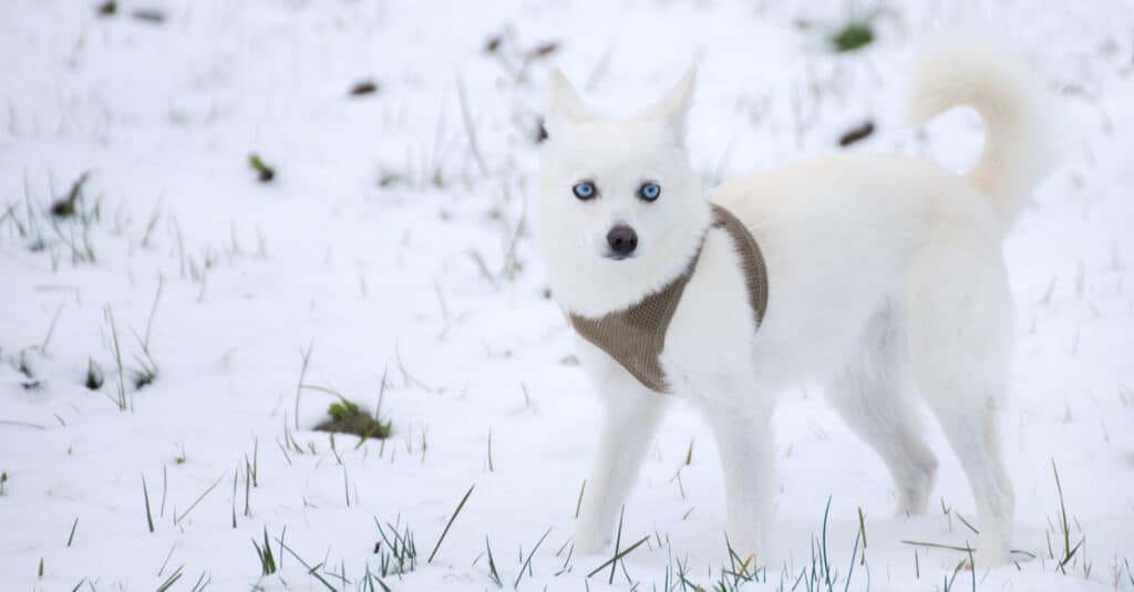 Alaskan Klee Kai vs Siberian Husky
