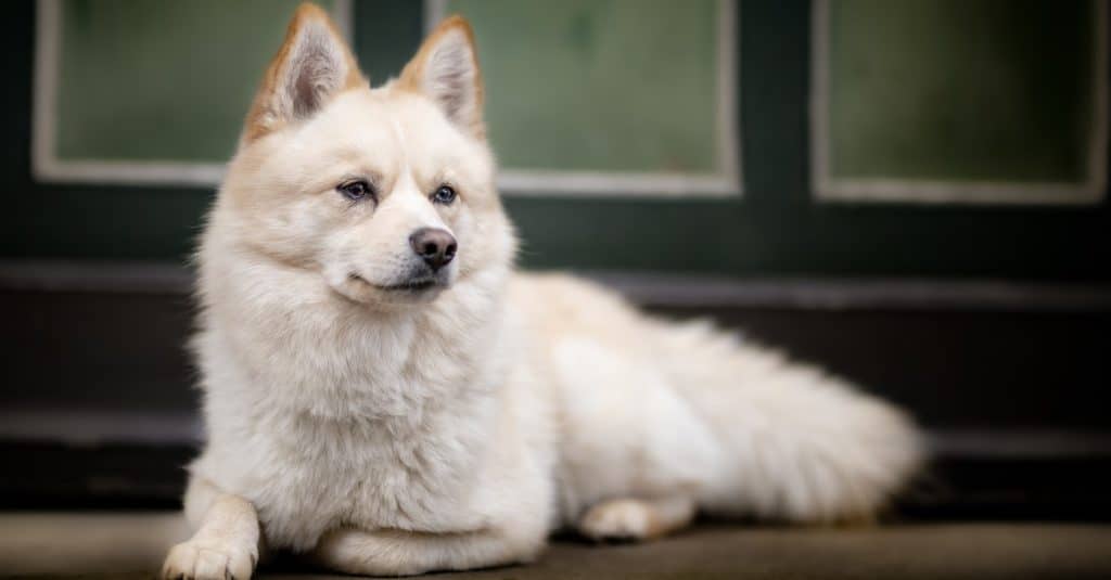 Pomsky contro Clee Kai