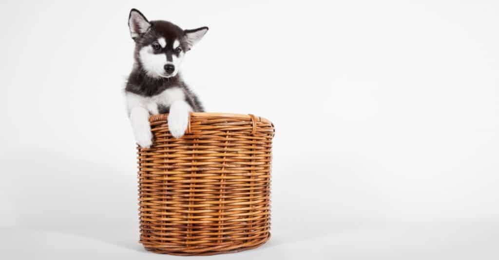Pomsky contro Clee Kai