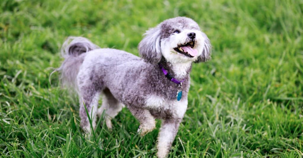 Schnoodle contro Schnauzer