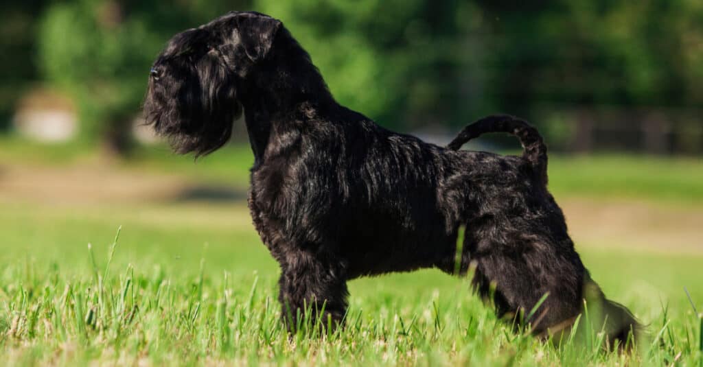 Schnoodle contro Schnauzer
