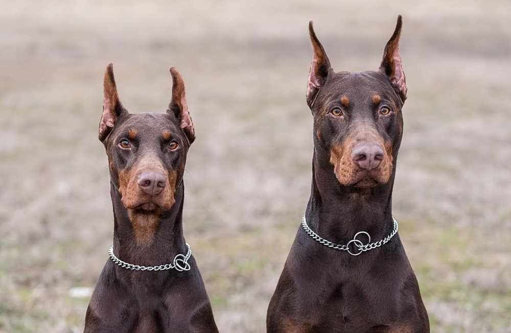 Coppia di Doberman Pinscher