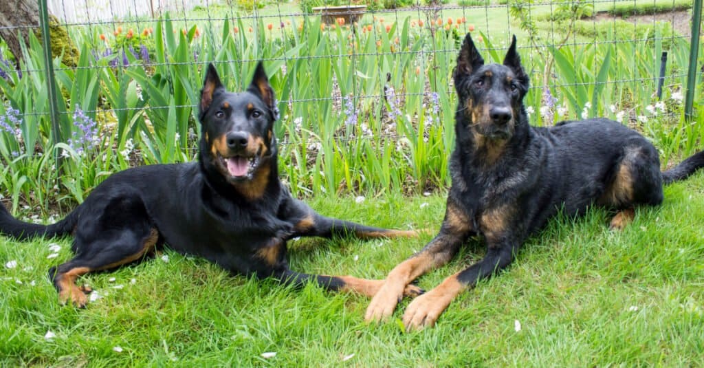 Cani Beauceron sdraiati insieme
