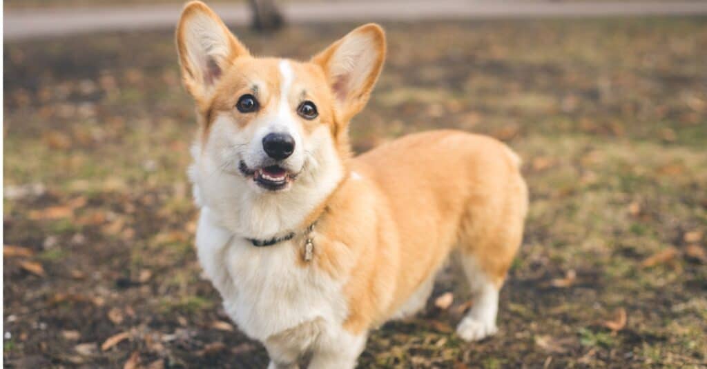 I corgi stanno allevando cani da pastore