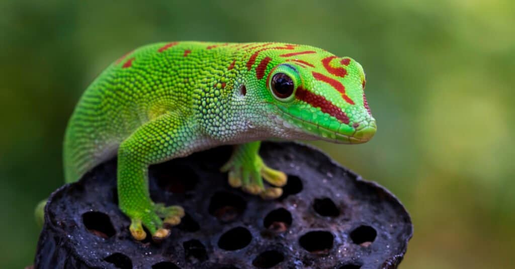geco del giorno del madagascar