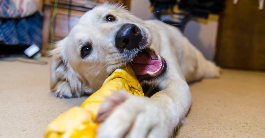 cane che mastica pelle grezza