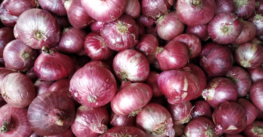 Sono Cipolle Velenose - Cipolla Indiana