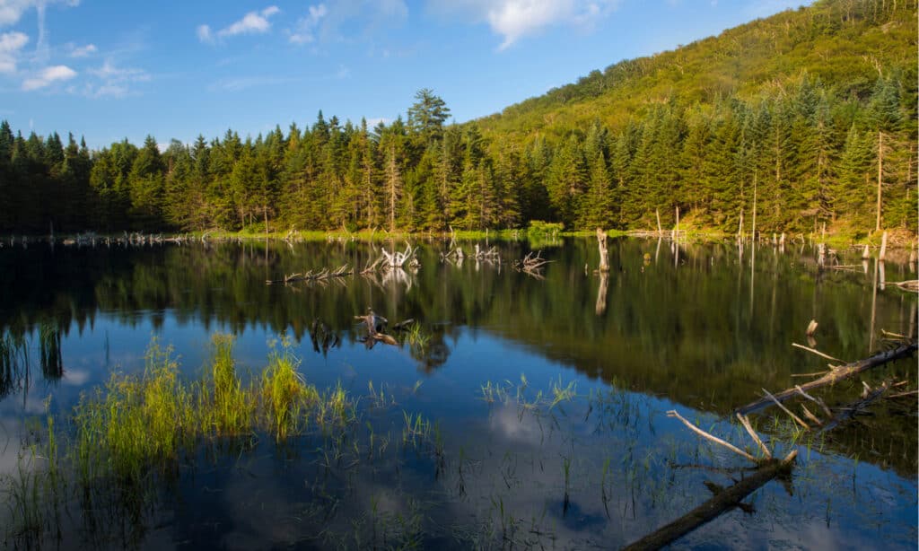Gobba del cammello State Park