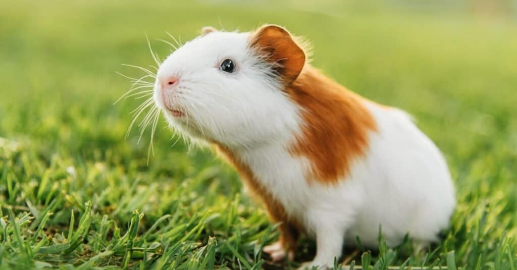 Da dove vengono le cavie Originariamente-cavia sull'erba
