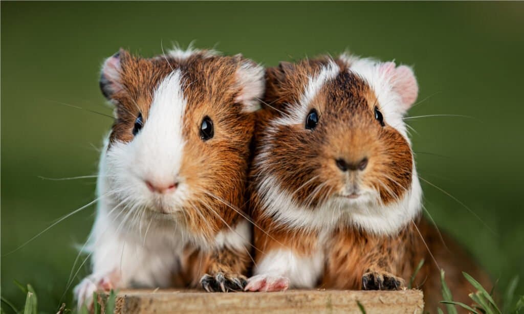 pellet di cavia