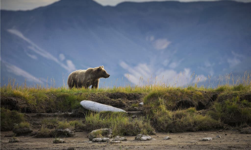 Parco Nazionale e Riserva di Katmai