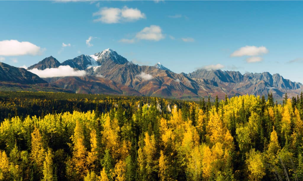 Foresta nazionale di Chugach