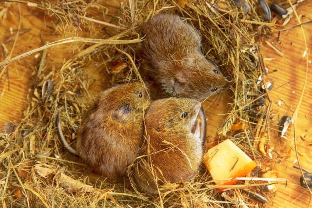 Diverse arvicole condividono un nido