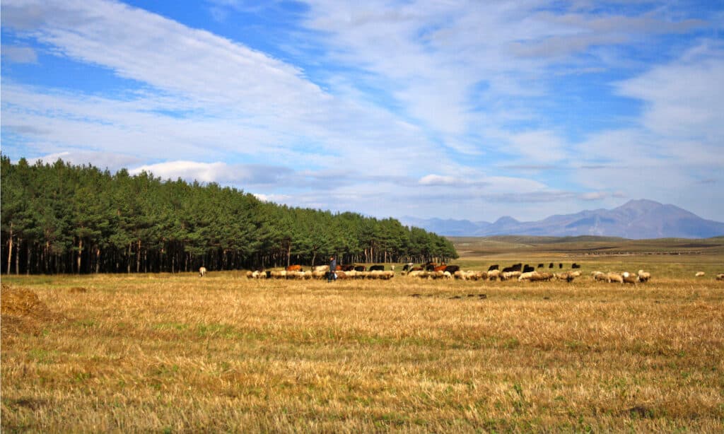 Parco nazionale di Giavakheti
