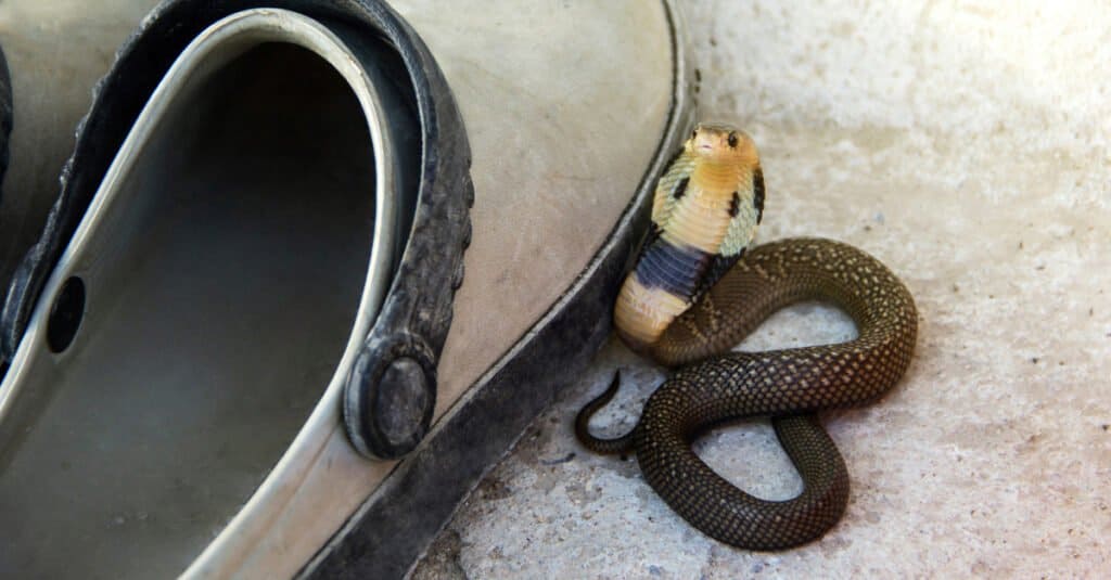 Baby cobra sputatore monocolo (Naja kaouthia) della Thailandia.