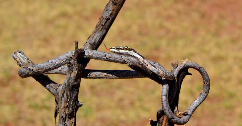 Twig Snake può avere motivi in ​​bianco e/o nero o può essere a tinta unita.