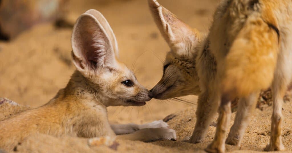 kit di volpe fennec per bambini