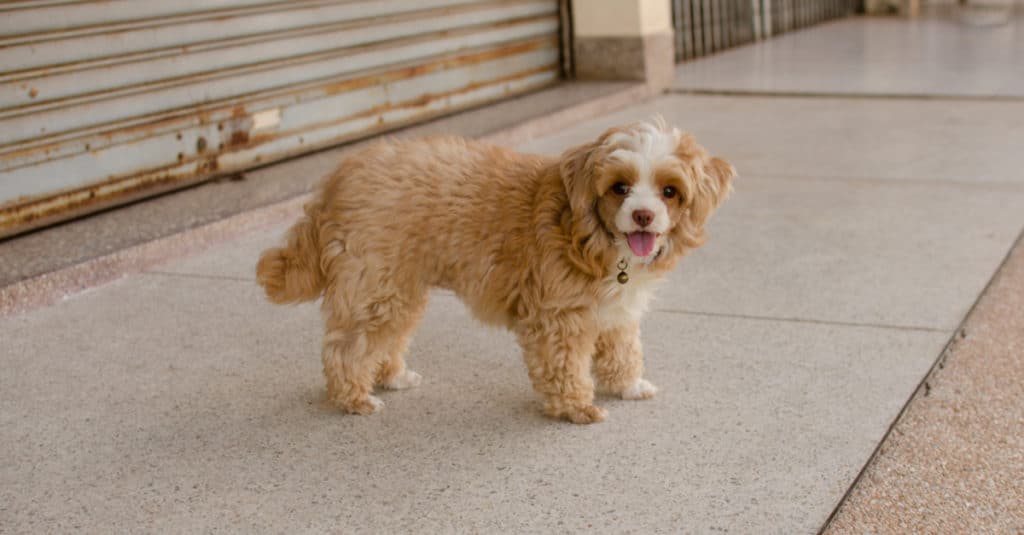 Shih Poo contro Cavapoo