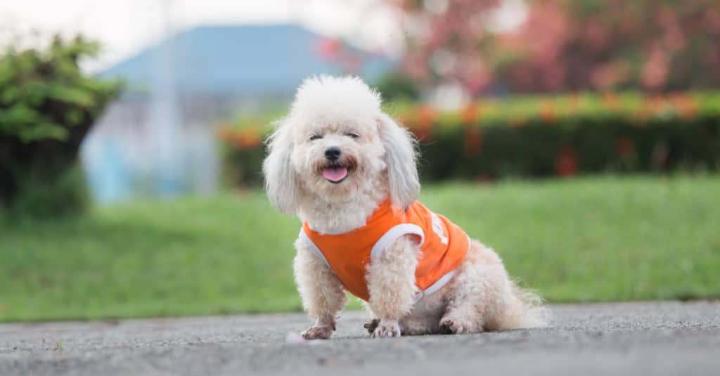 Shih Poo contro Cavapoo