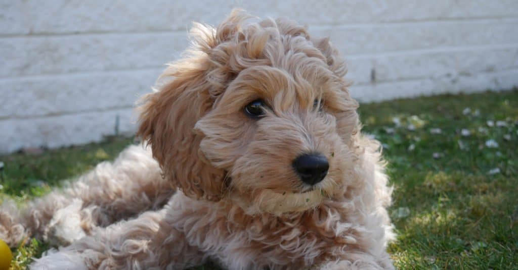 Shih Poo contro Cavapoo