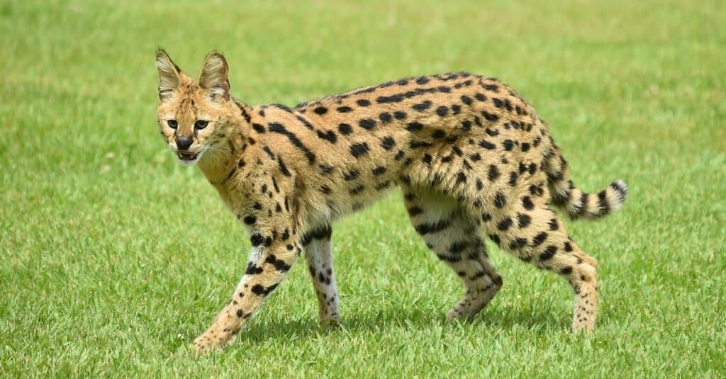 Caracal contro Serval